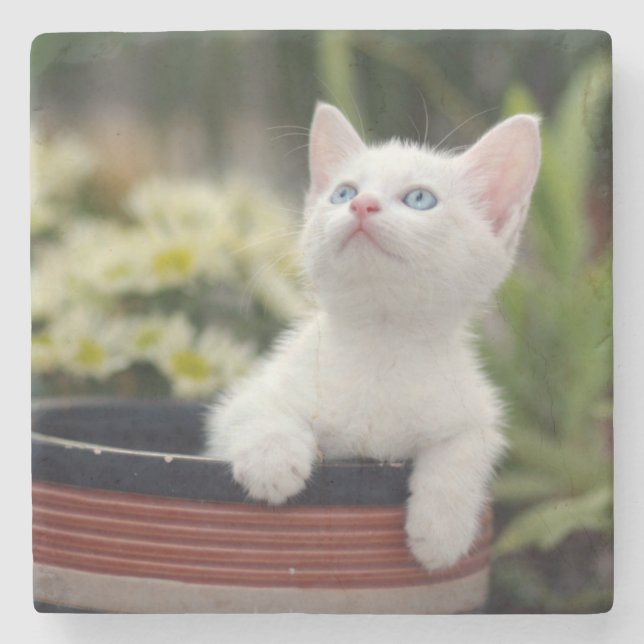 Turkish White Kitten Stone Coaster (Front)