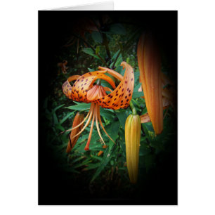 Turk's Cap Lily Wildflower