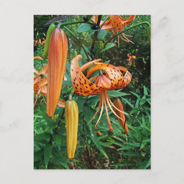 Turk's Cap Lily Wildflower Postcard (Front)