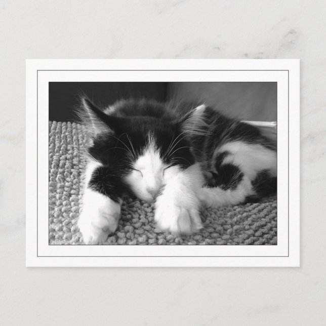 Turkse angora poes postcard (Front)