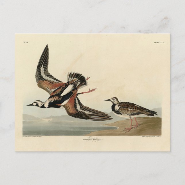 Turn-stone (Ruddy Turnstone) - Audubon's Birds Postcard (Front)