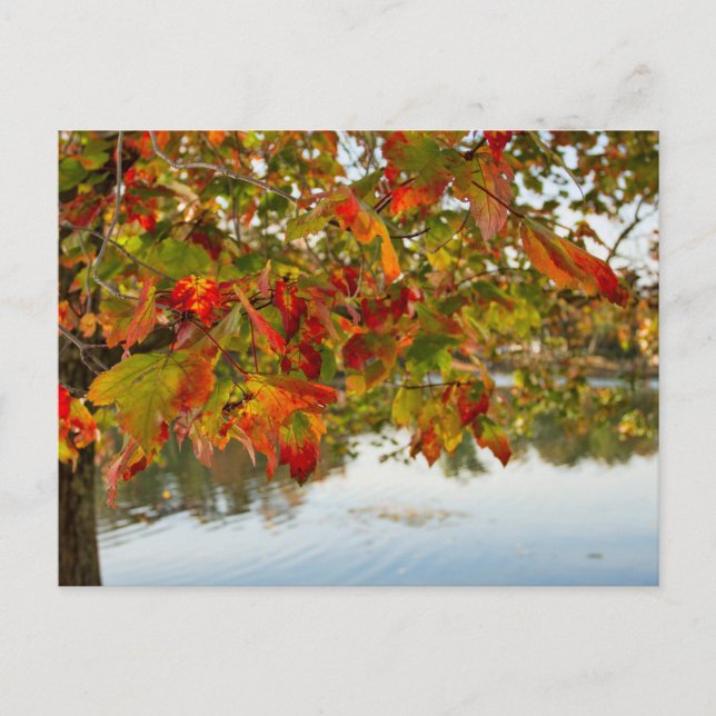 Turning Leaves Postcard (Front)