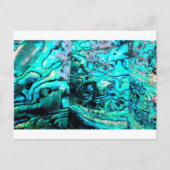 Turquoise abalone paua shell detail postcard (Front)