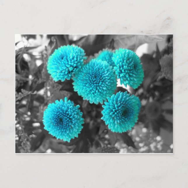 Turquoise Flowers Postcard (Front)