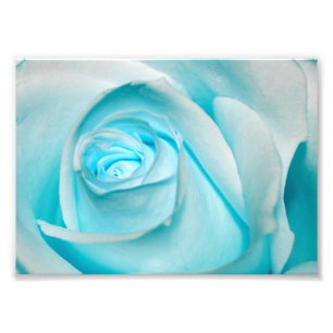 Turquoise Ice Rose Photo Print
