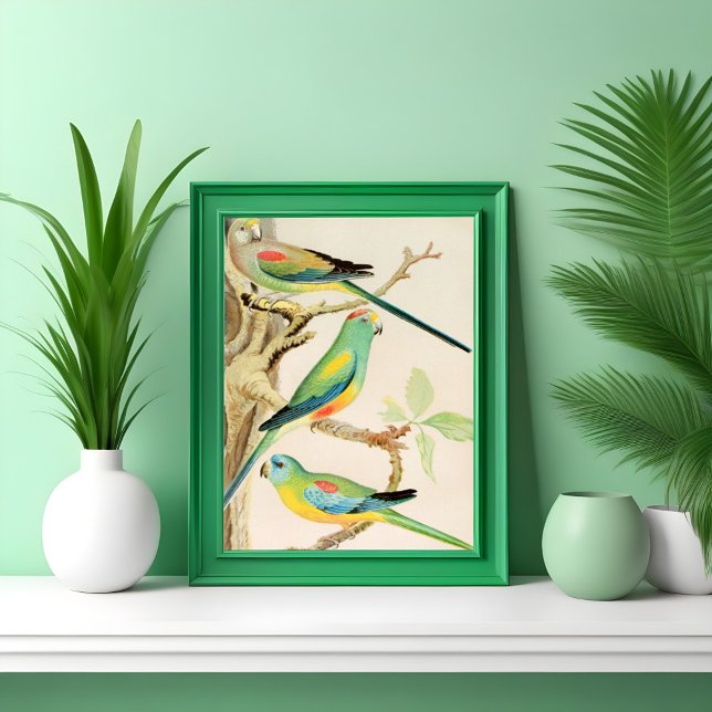 Turquoise Parakeet Poster (Creator Uploaded)