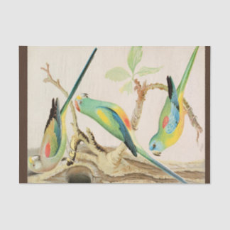 Turquoise Parakeet Tissue Paper