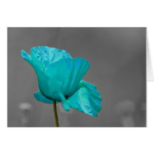 Turquoise Poppy flower