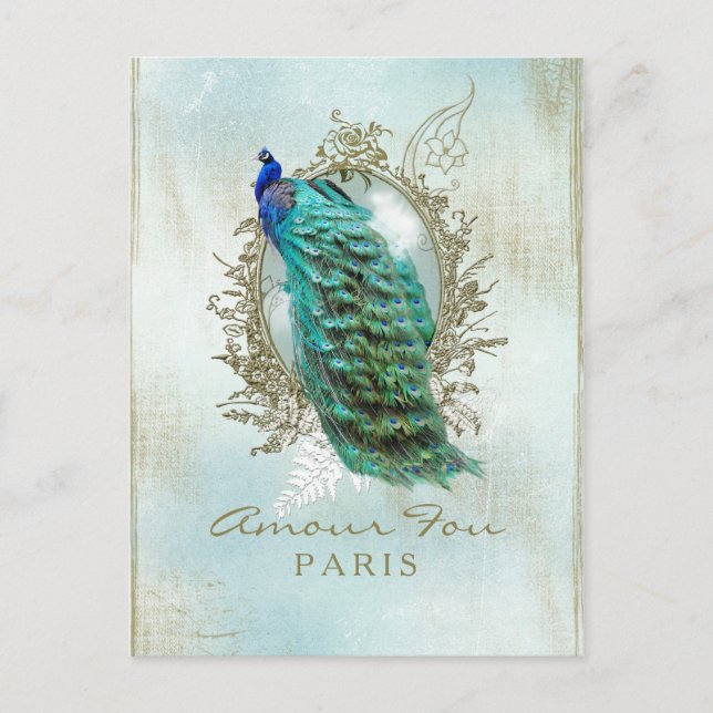 Turquoise Shabby Peacock - Postcard (Front)