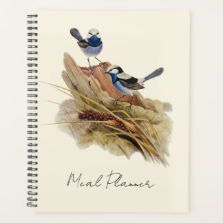 Turquoisine Superb Warbler, Planner