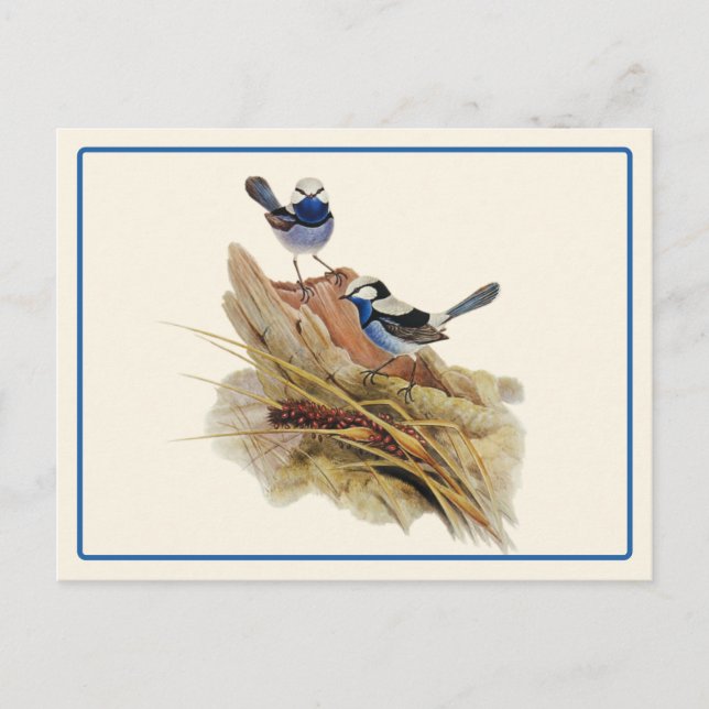 Turquoisine Superb Warbler  Postcard (Front)