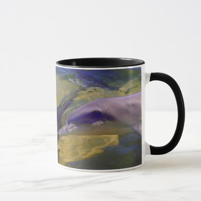 TURSIOPS ADUNCUS MUG (Right)