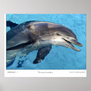 Tursiops Truncatus Poster
