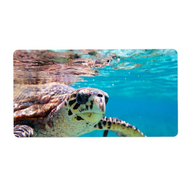 Turtle (Front)