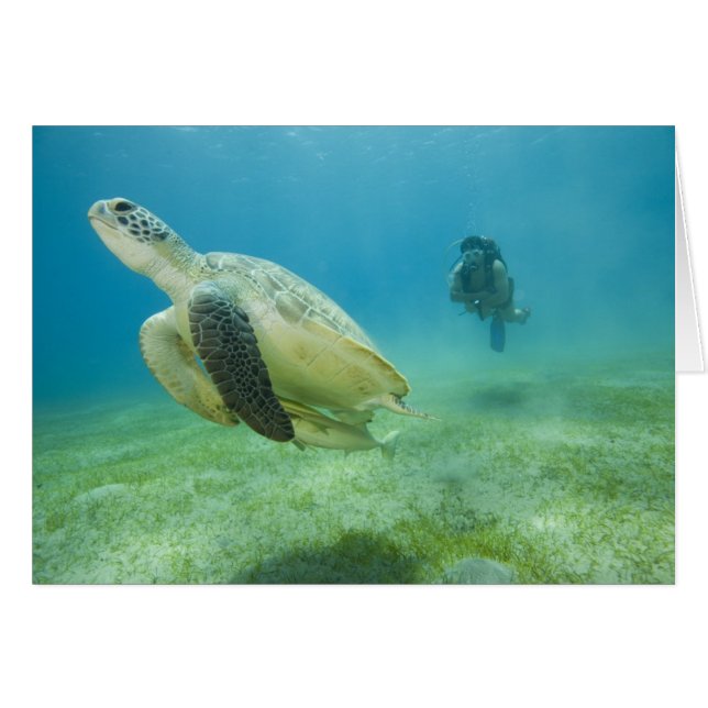 Turtle (Front Horizontal)