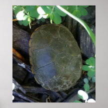 Turtle Among Greenery