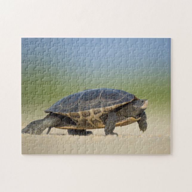 Turtle / Amphibian / Reptile Closeup Photo Puzzle (Horizontal)