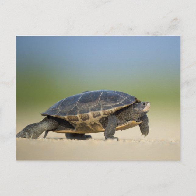 Turtle / Amphibian / Reptile Closeup Postcard (Front)