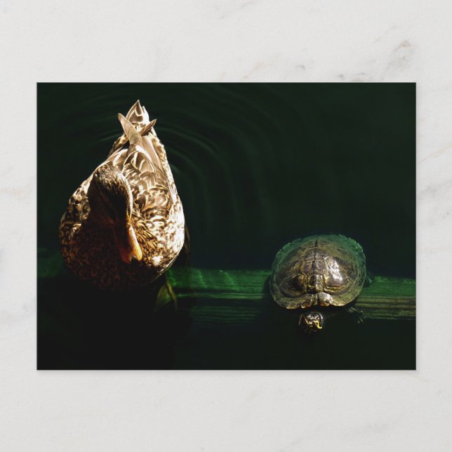 Turtle and Duck Art Photograph Postcard (Front)