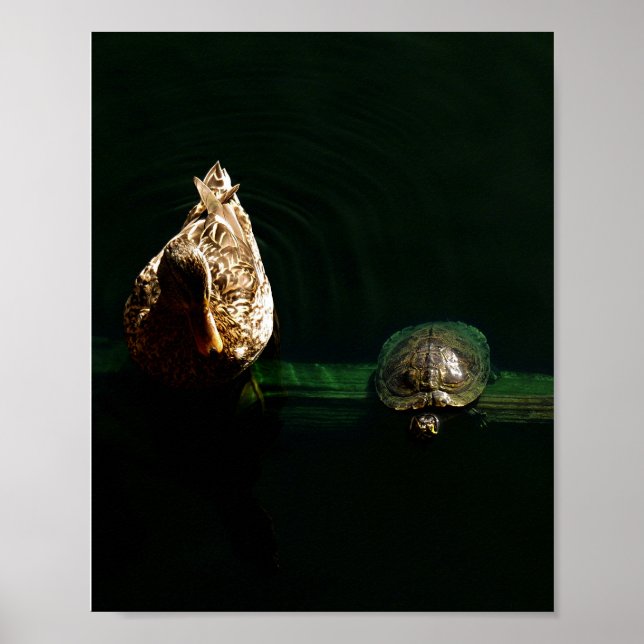 Turtle and Duck Art Photograph Poster (Front)