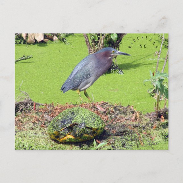 Turtle and Heron South Carolina Postcard (Front)