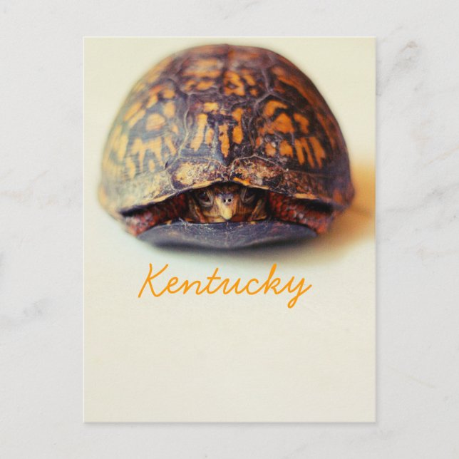 Turtle by JerseyFawn Postcard (Front)