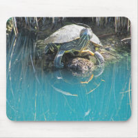 Turtle by Waters Edge Calm Nature Photography