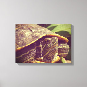 Turtle Canvas Print