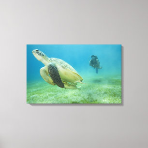 Turtle Canvas Print