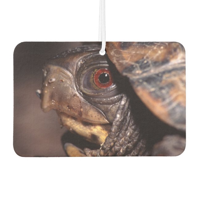 turtle car air freshener (Front)
