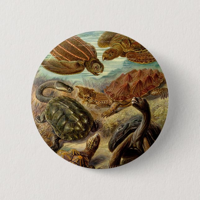 Turtle (Chelonia) by Haeckel 6 Cm Round Badge (Front)