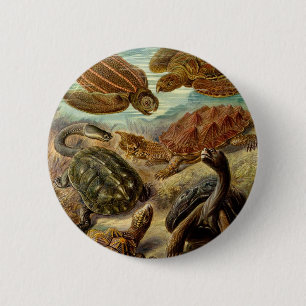 Turtle (Chelonia) by Haeckel 6 Cm Round Badge