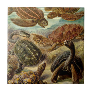Turtle (Chelonia) by Haeckel Tile