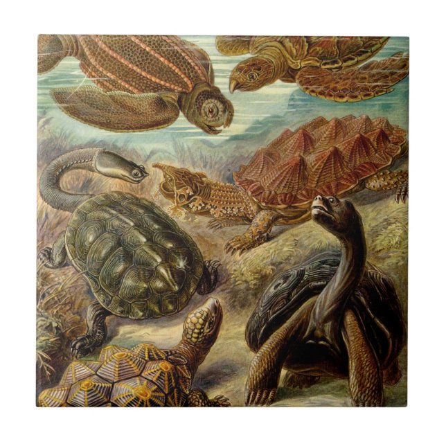 Turtle (Chelonia) by Haeckel Tile (Front)