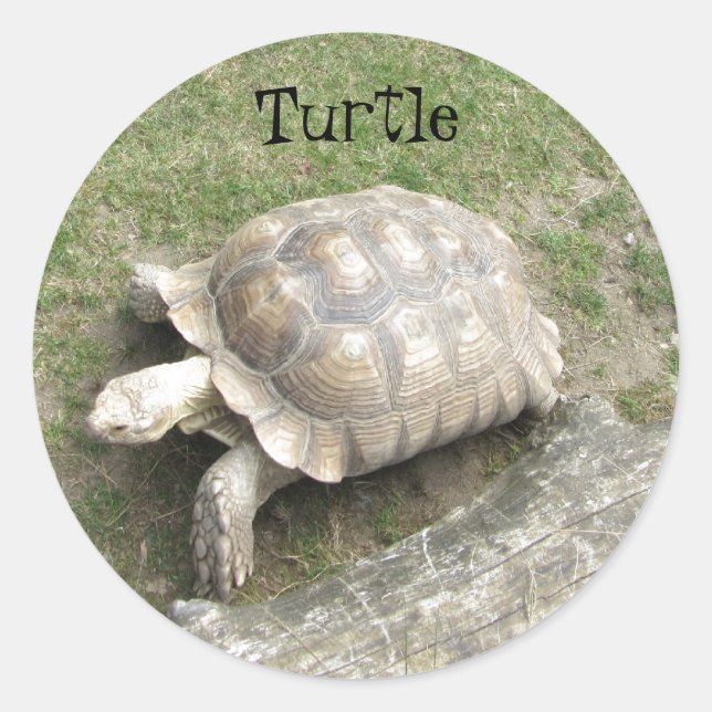 Turtle Classic Round Sticker (Front)