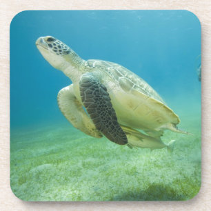 Turtle Coaster