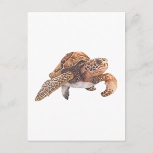 Turtle Copy Copy Copy Copy Copy Copy Copy Copy Cop Postcard