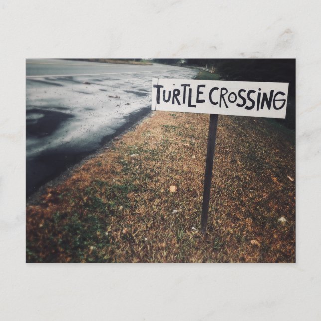 turtle crossing postcard (Front)