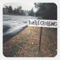 turtle crossing