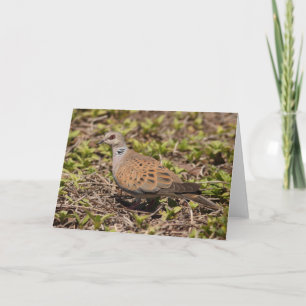 Turtle Dove Greeting Card