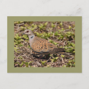 Turtle Dove Postcard