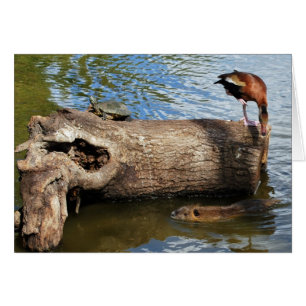 Turtle, Duck and Nutria