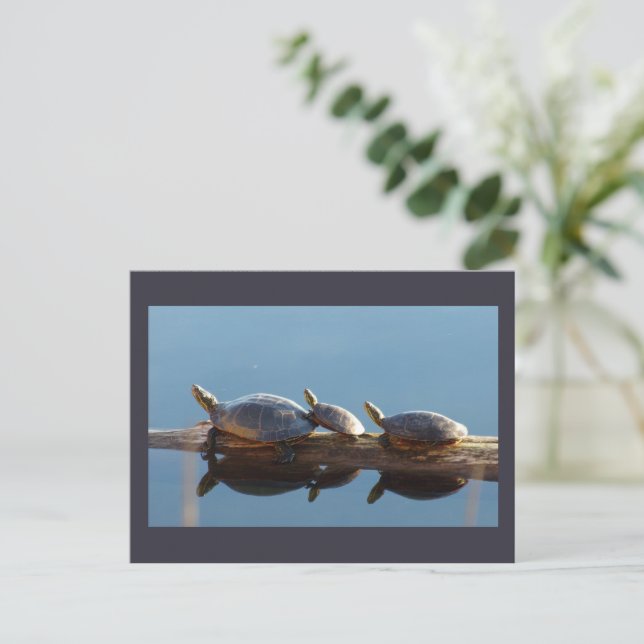 Turtle Family Sunning on a Log Postcard (Standing Front)