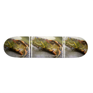 Turtle Identification Skateboard