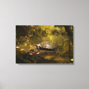 Turtle in Natural Environment - Canvas Print