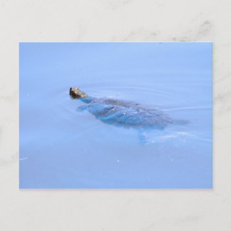 Turtle In Pond Postcard