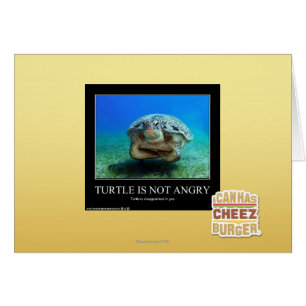 Turtle Is Not Angry