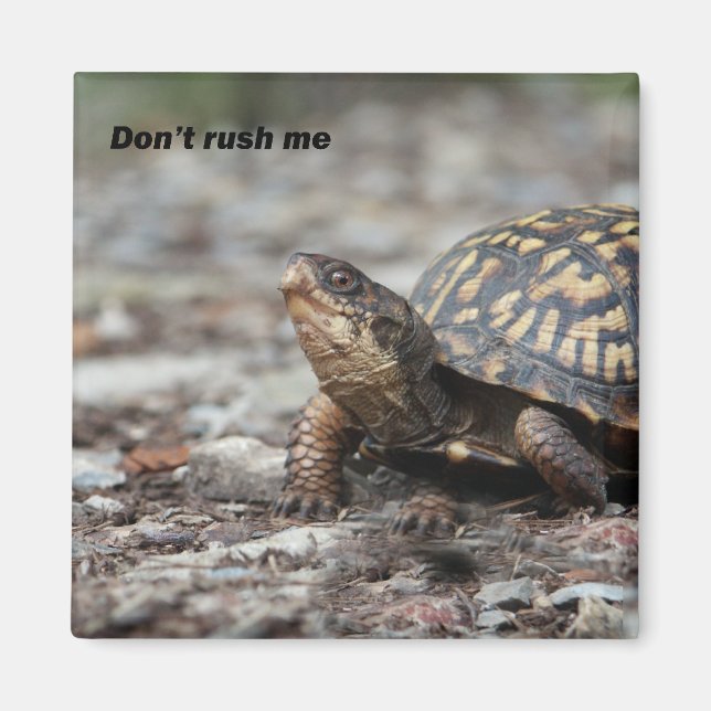 Turtle Magnet (Front)