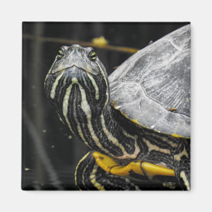 Turtle Magnet
