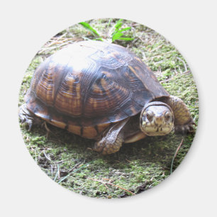 Turtle - Mossy Path Magnet